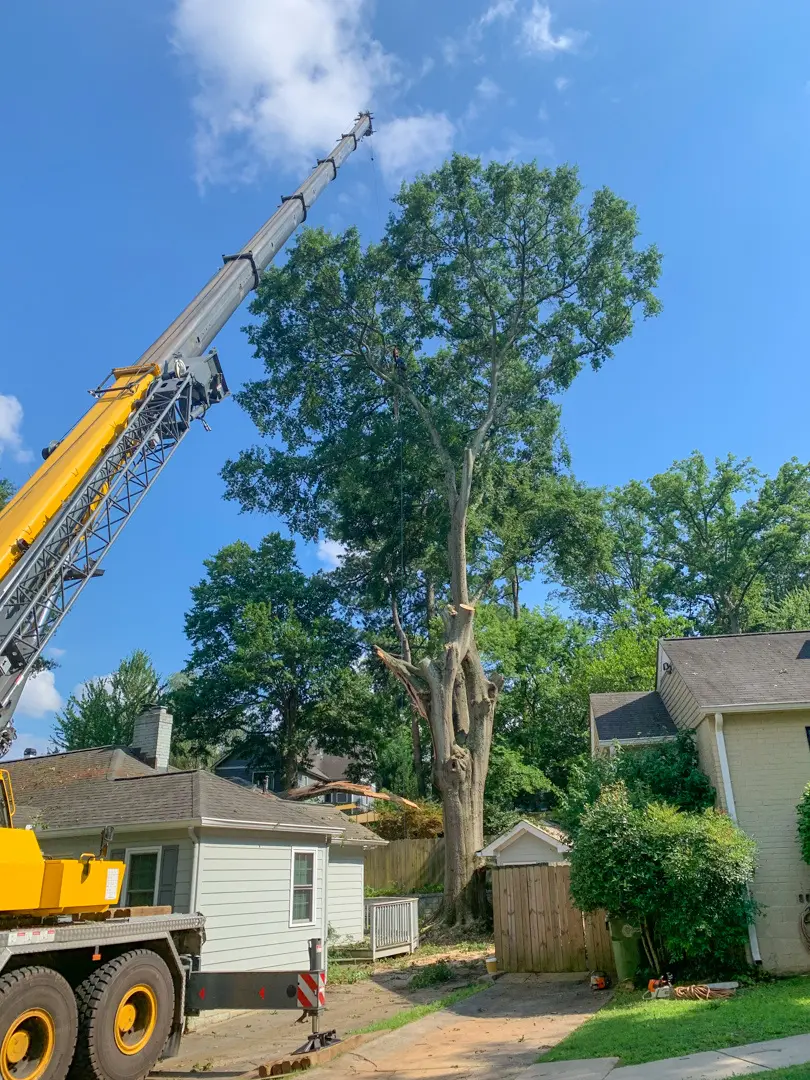 Crane-assisted tree work beside a residential property