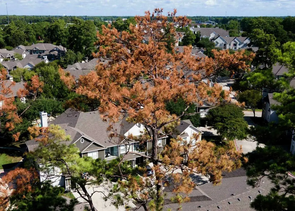 Browning pine canopy above a residential neighborhood