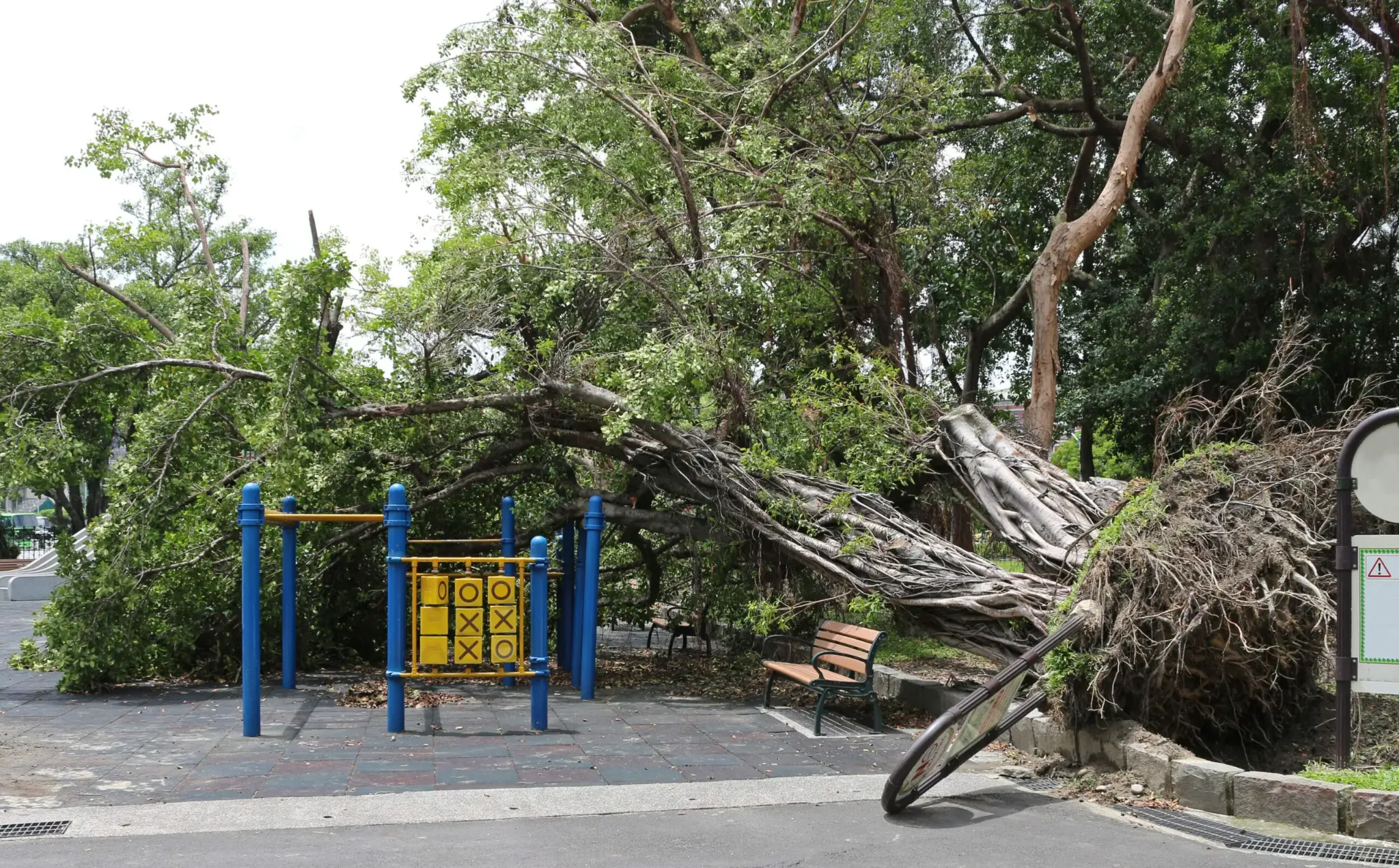 Large storm-damaged tree requiring coordinated emergency response