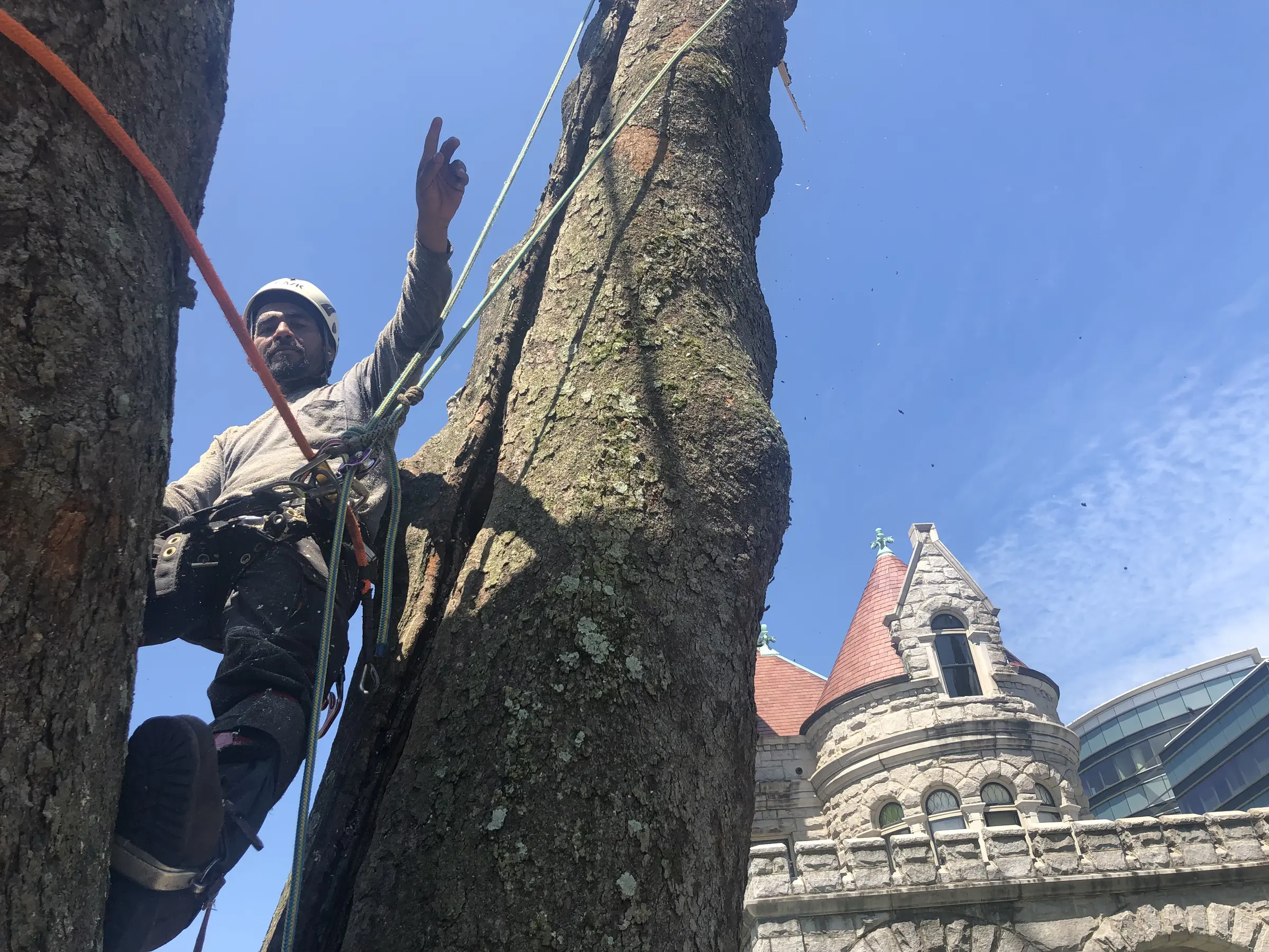 Arborist secured by climbing ropes while removing a mature tree