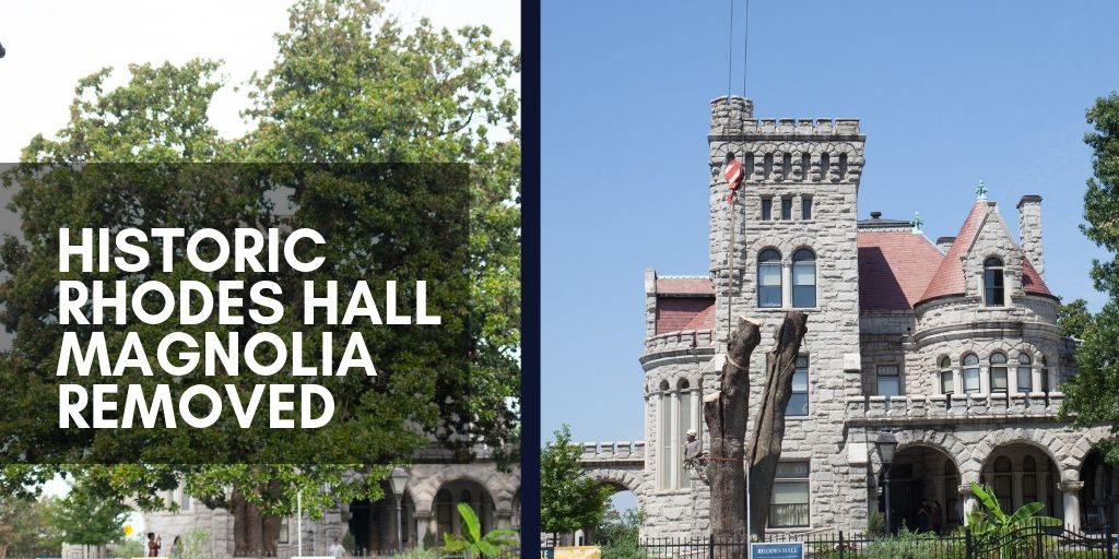 Historic Rhodes Hall Magnolia removed